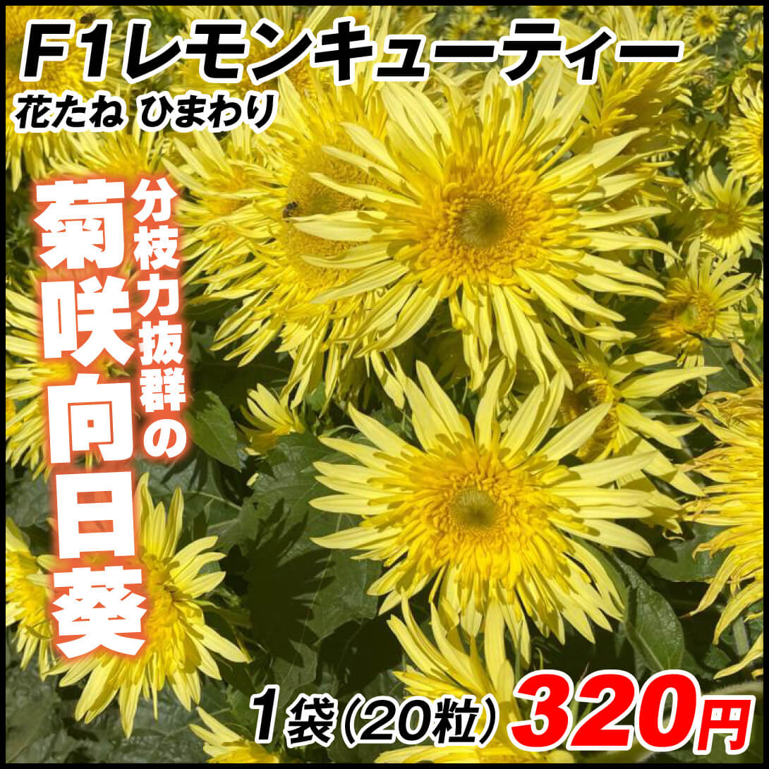 ひまわり レモンキューティ