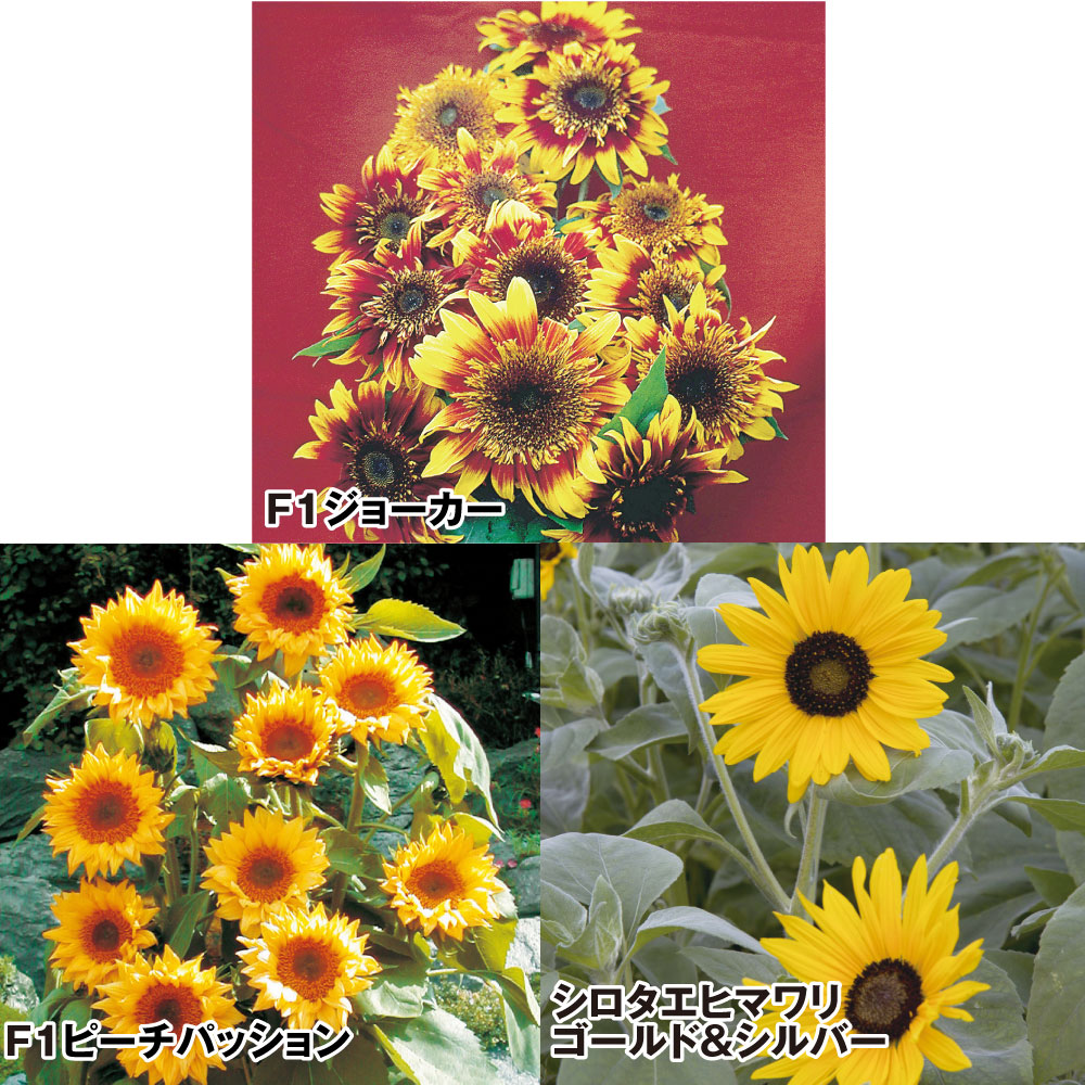 種 花たね ヒマワリ 彩りひまわりセット 3種3袋
