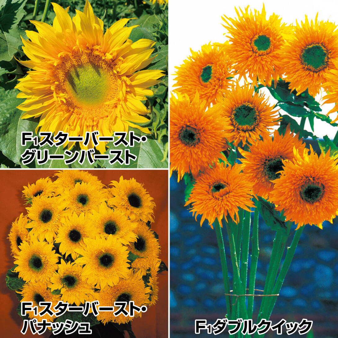 種 花たね ヒマワリ 元気いっぱいひまわりセット 3種3袋