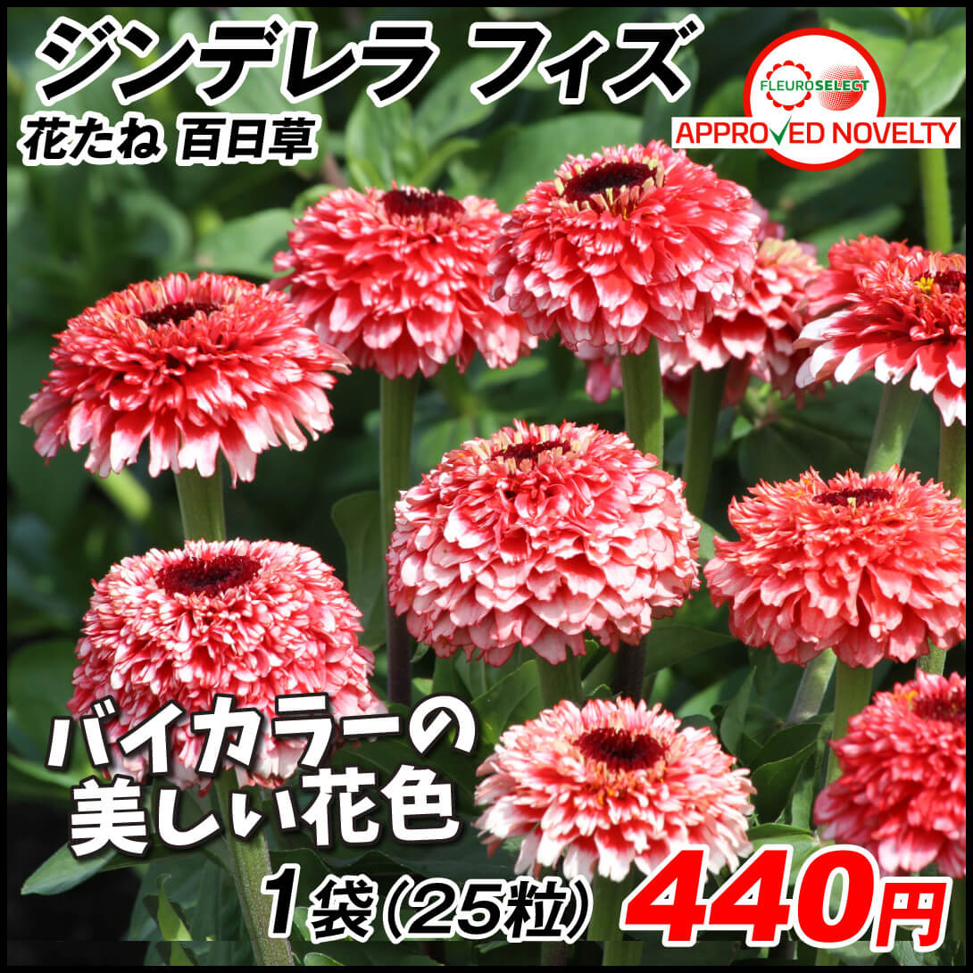 種 花たね 百日草 ジンデレラフィズ 1袋(25粒)
