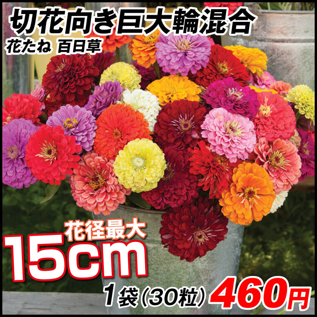 百日草 切花向き巨大輪混合