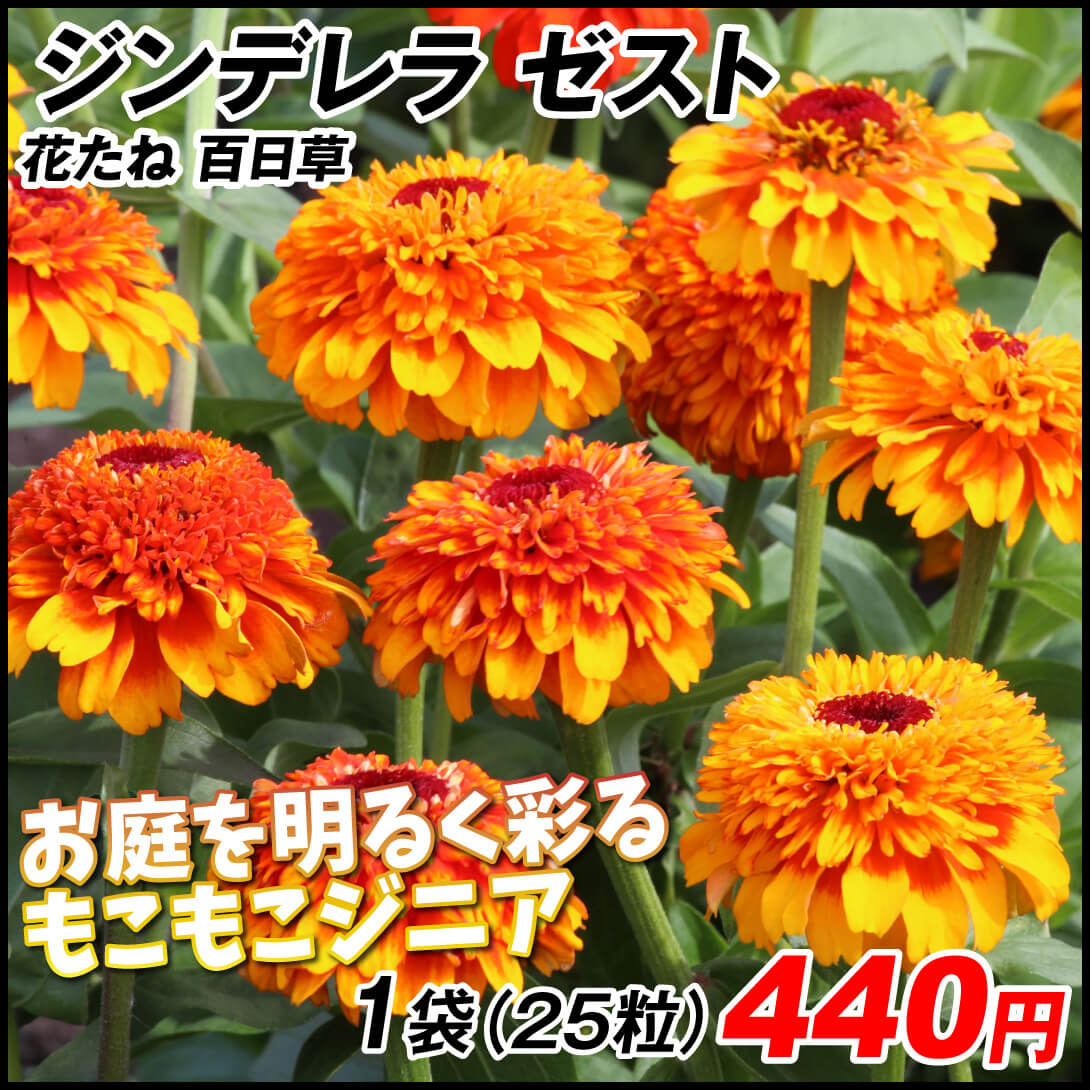 百日草 ジンデレラ ゼスト