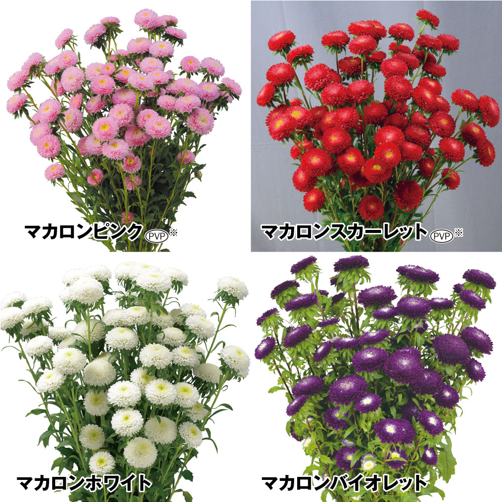 種 花たね アスター マカロンセット 4種4袋