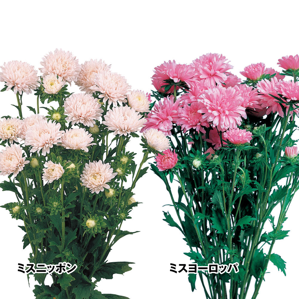種 花たね アスター ミスセット 2種2袋