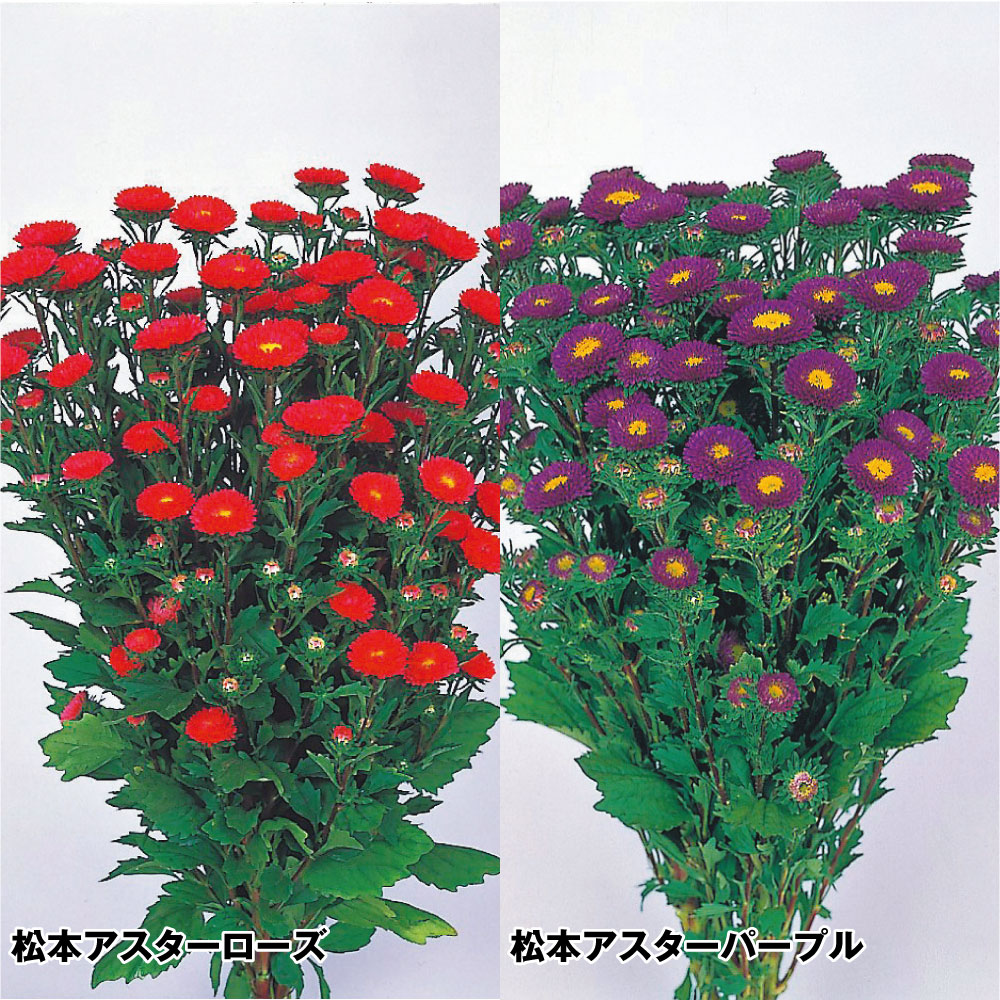 種 花たね アスター 松本アスター単色セット 2種2袋
