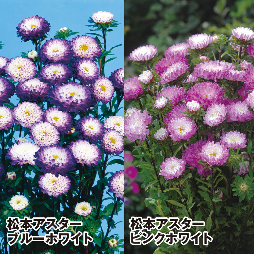 種 花たね アスター 松本アスターバイカラーセット 2種2袋