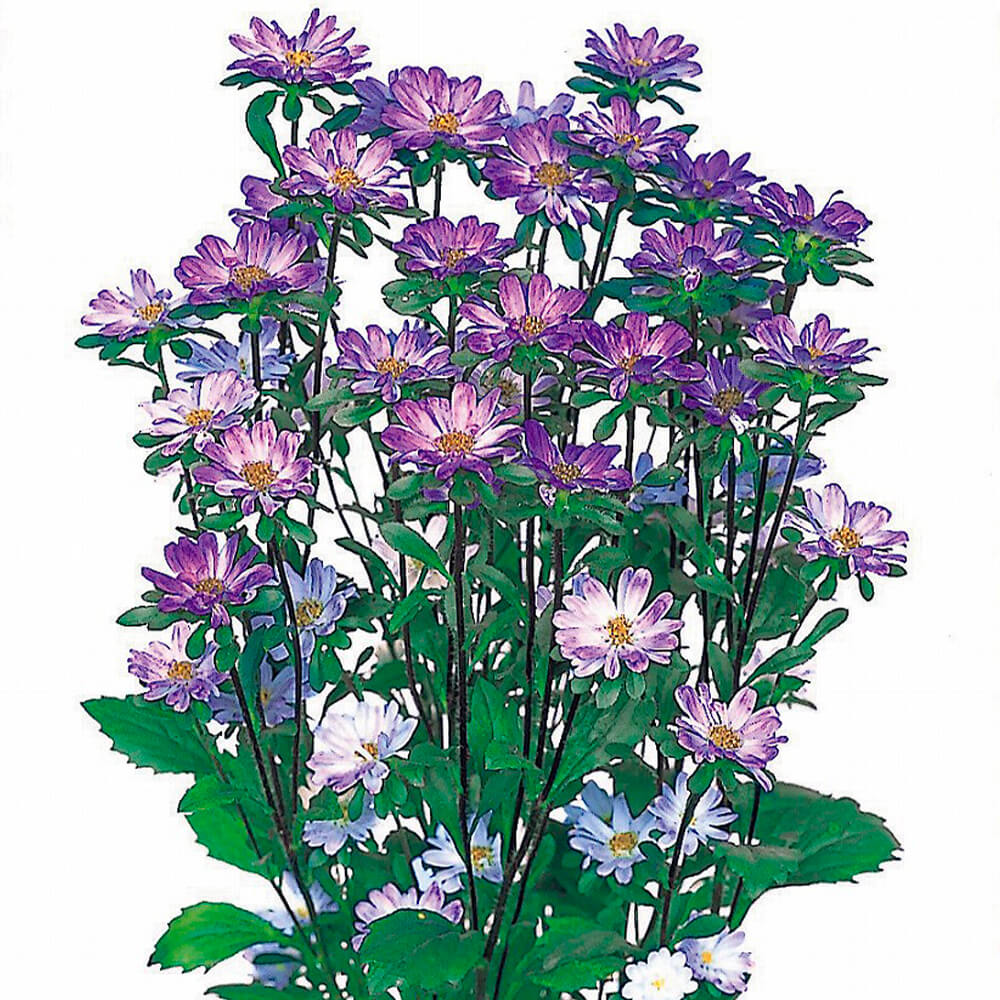 種 花たね アスター ステラトップブルー 1袋(40粒)