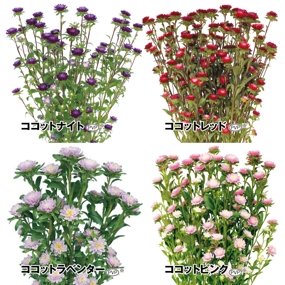 種 花たね アスター ココットAセット 4種4袋
