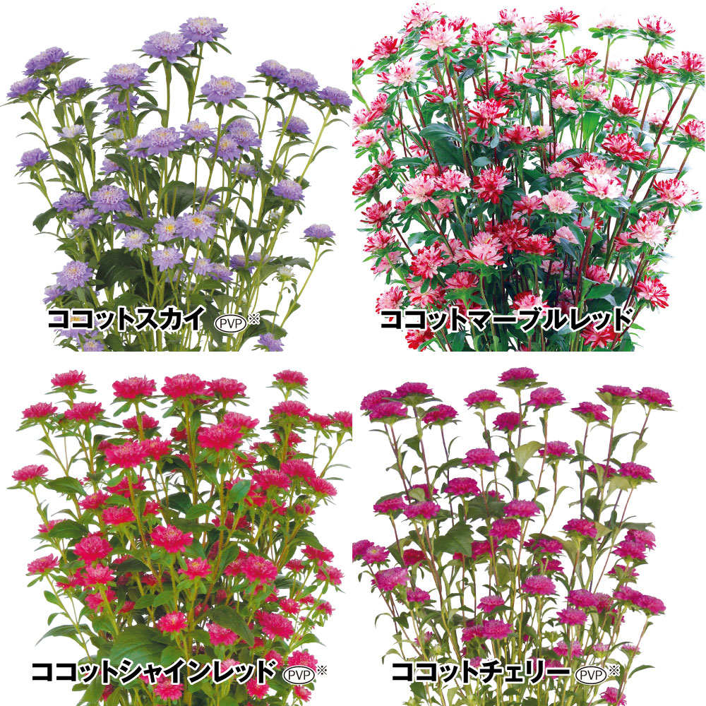 種 花たね アスター ココットBセット 4種4袋