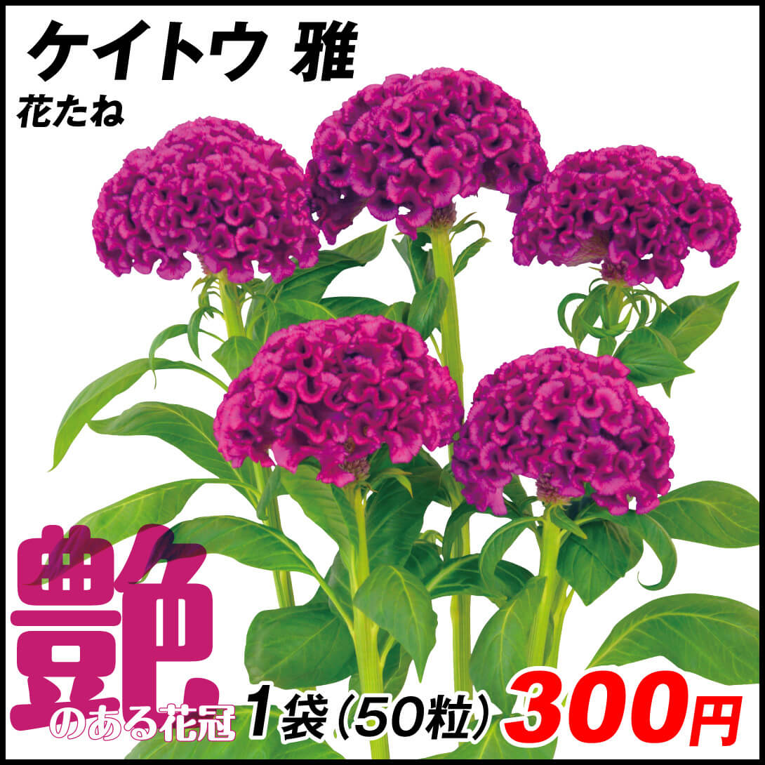 ケイトウ 雅