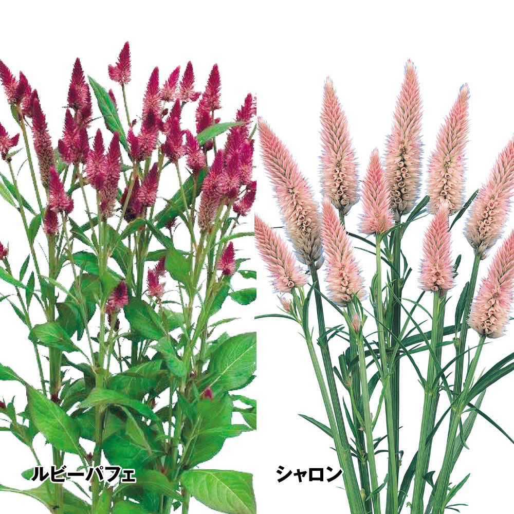 種 花たね ケイトウ 槍ケイトウセット 2種2袋