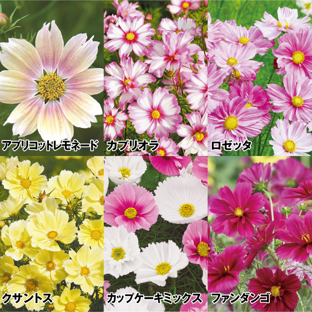 種 花たね コスモスセット 6種6袋