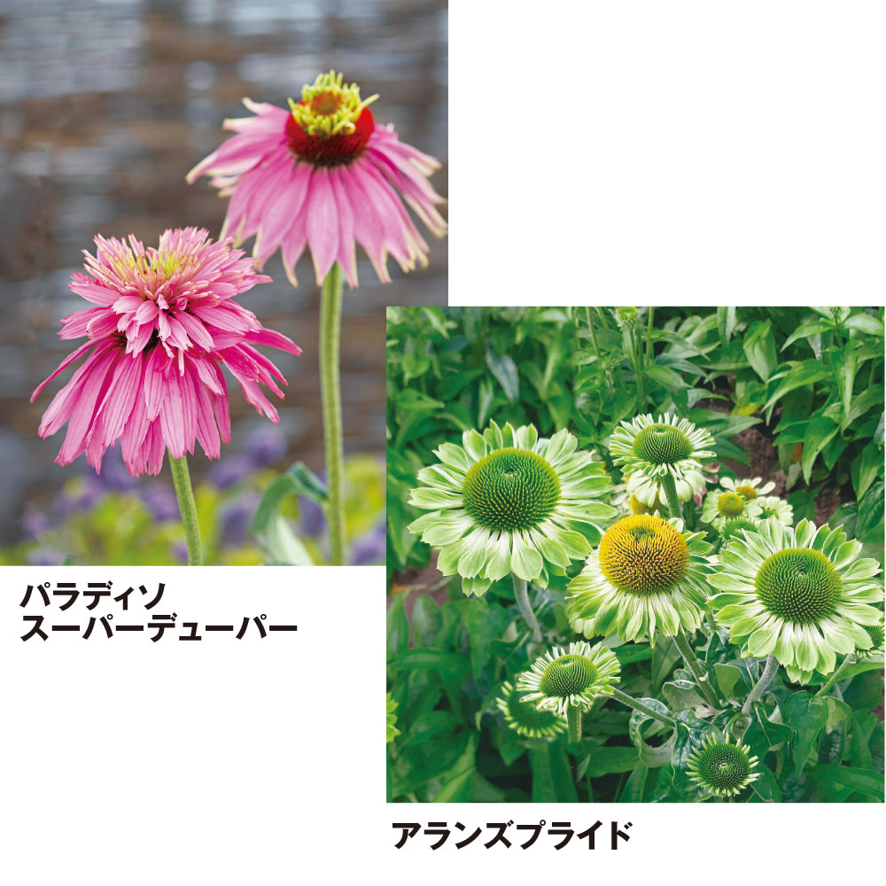 種 花たね エキナセアセット 2種2袋