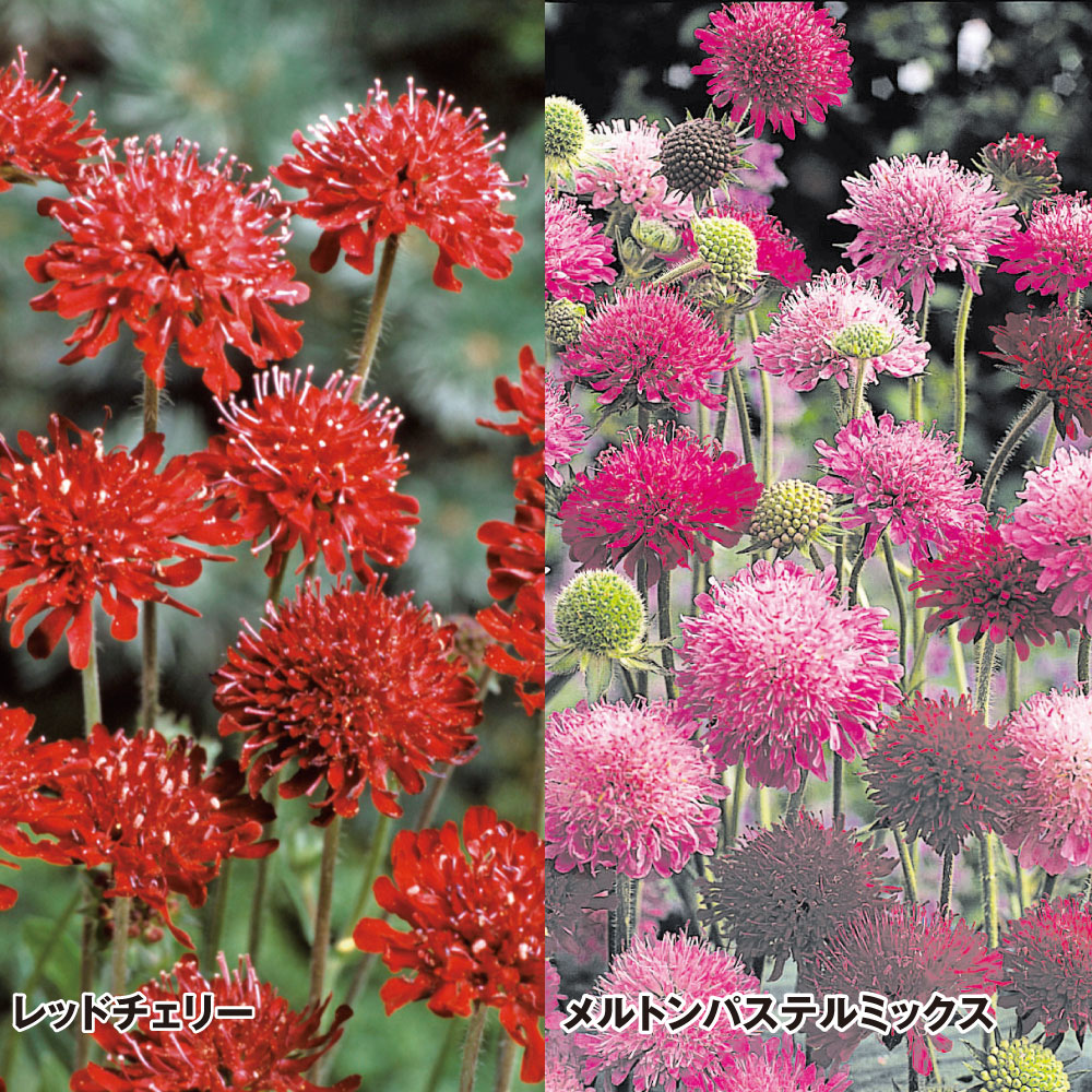 種 花たね クナウティアセット 2種2袋