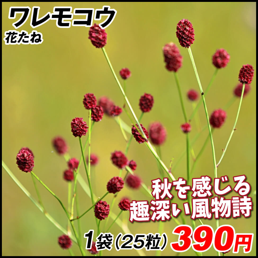 種 花たね ワレモコウ 1袋(25粒)