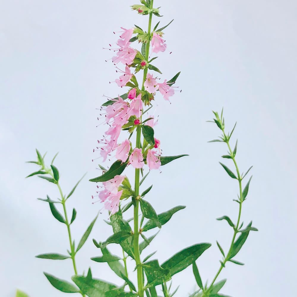 種 花たね ヒソップ ローズ 1袋(100mg)