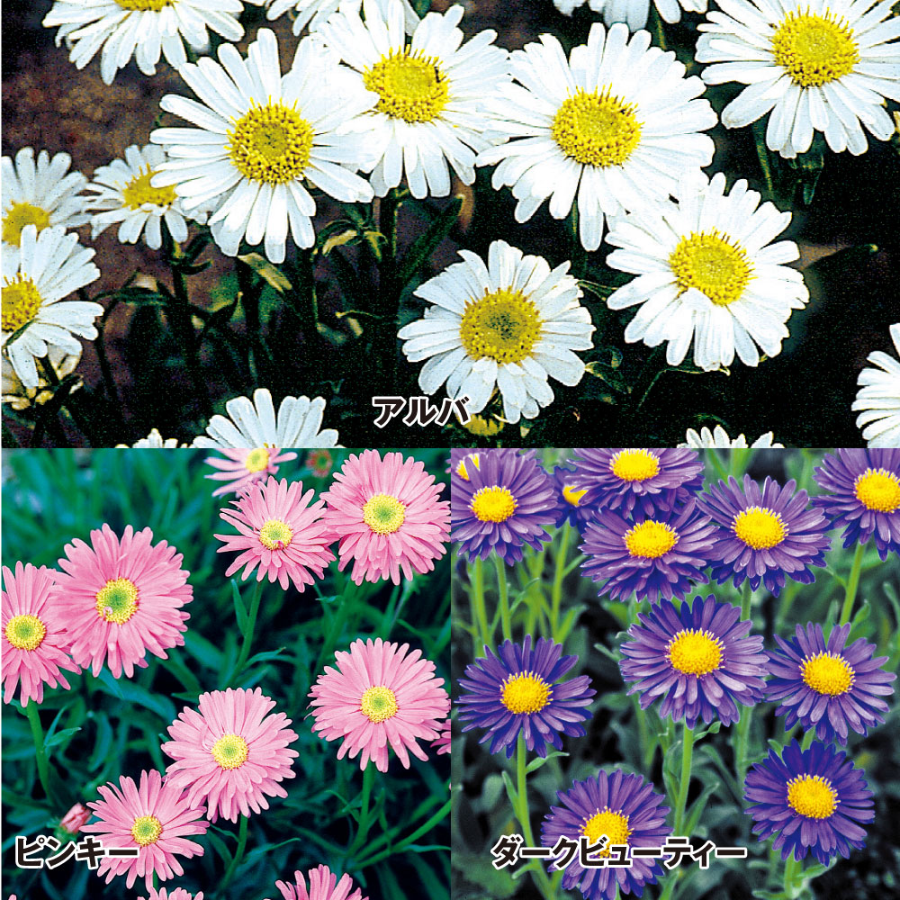 種 花たね アルペンアスターセット 3種3袋