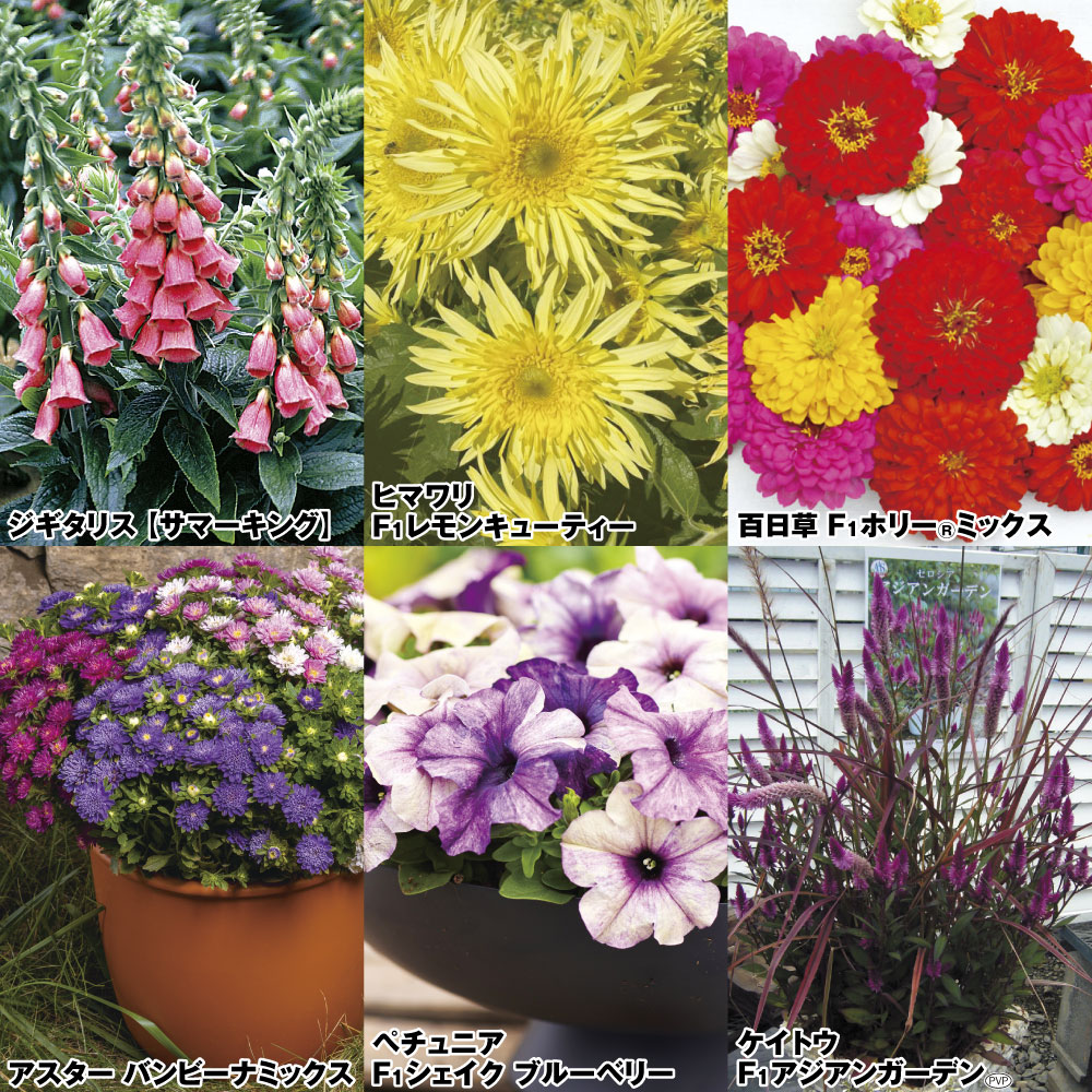 種 花たね 花壇向き花たねAセット 6種6袋