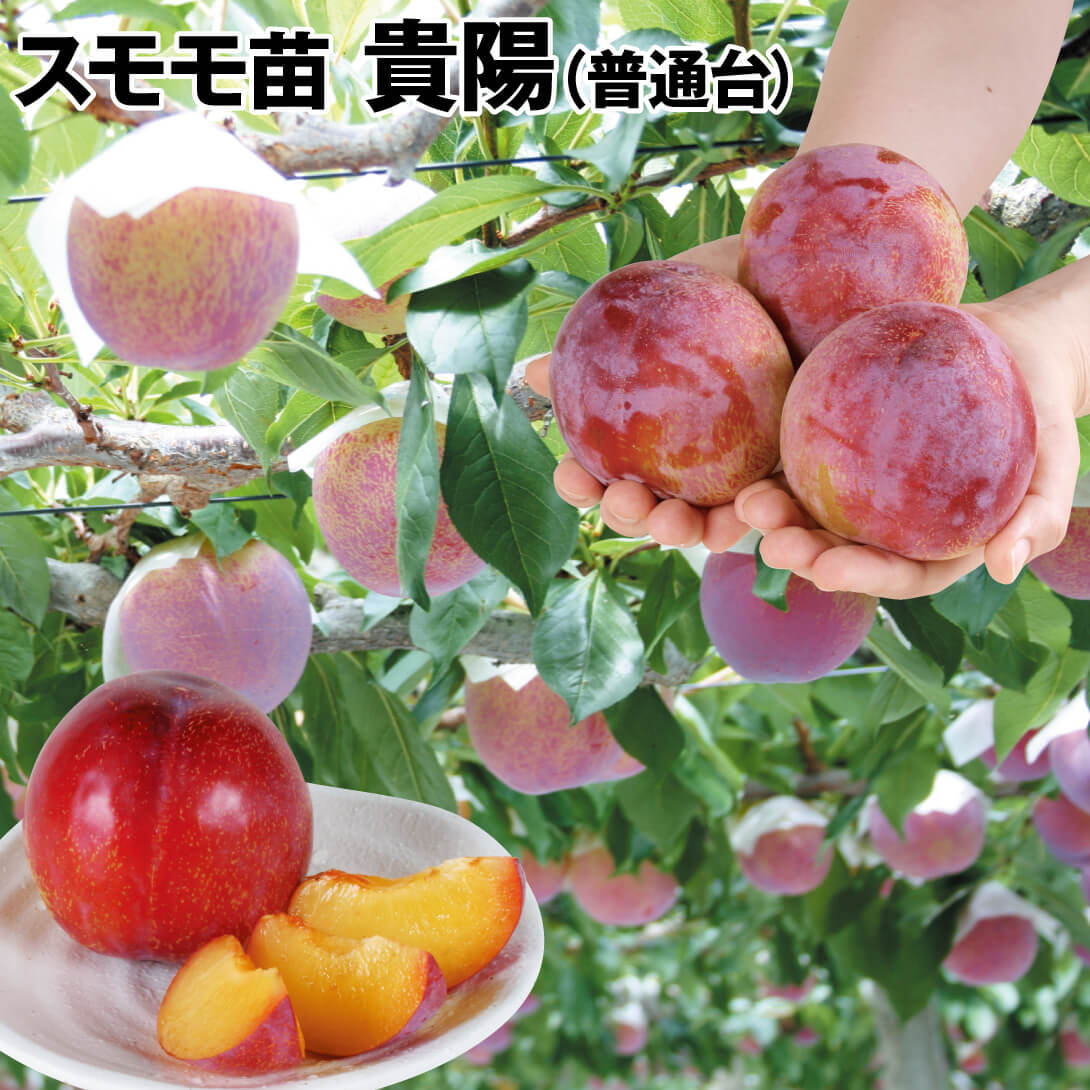 果樹苗 スモモ 貴陽 普通台 1株