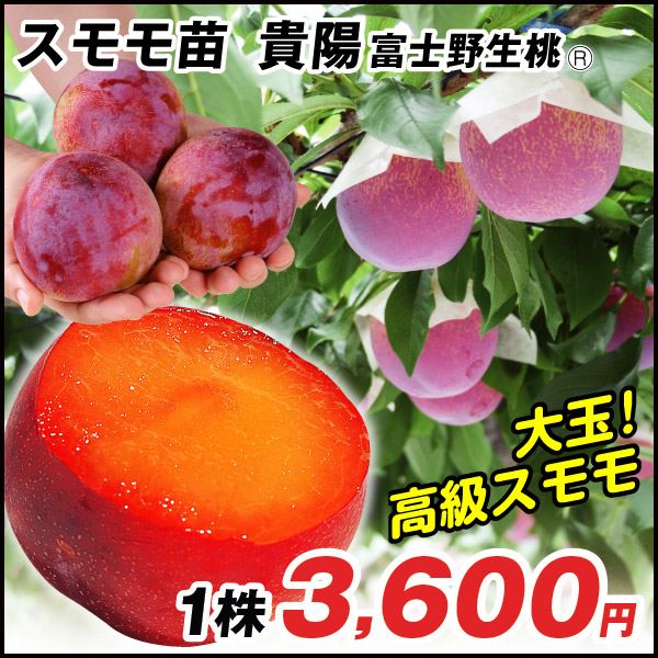 貴陽 富士野生桃R台
