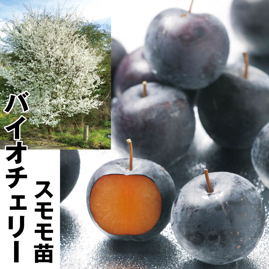 果樹苗 スモモ バイオチェリー 1株