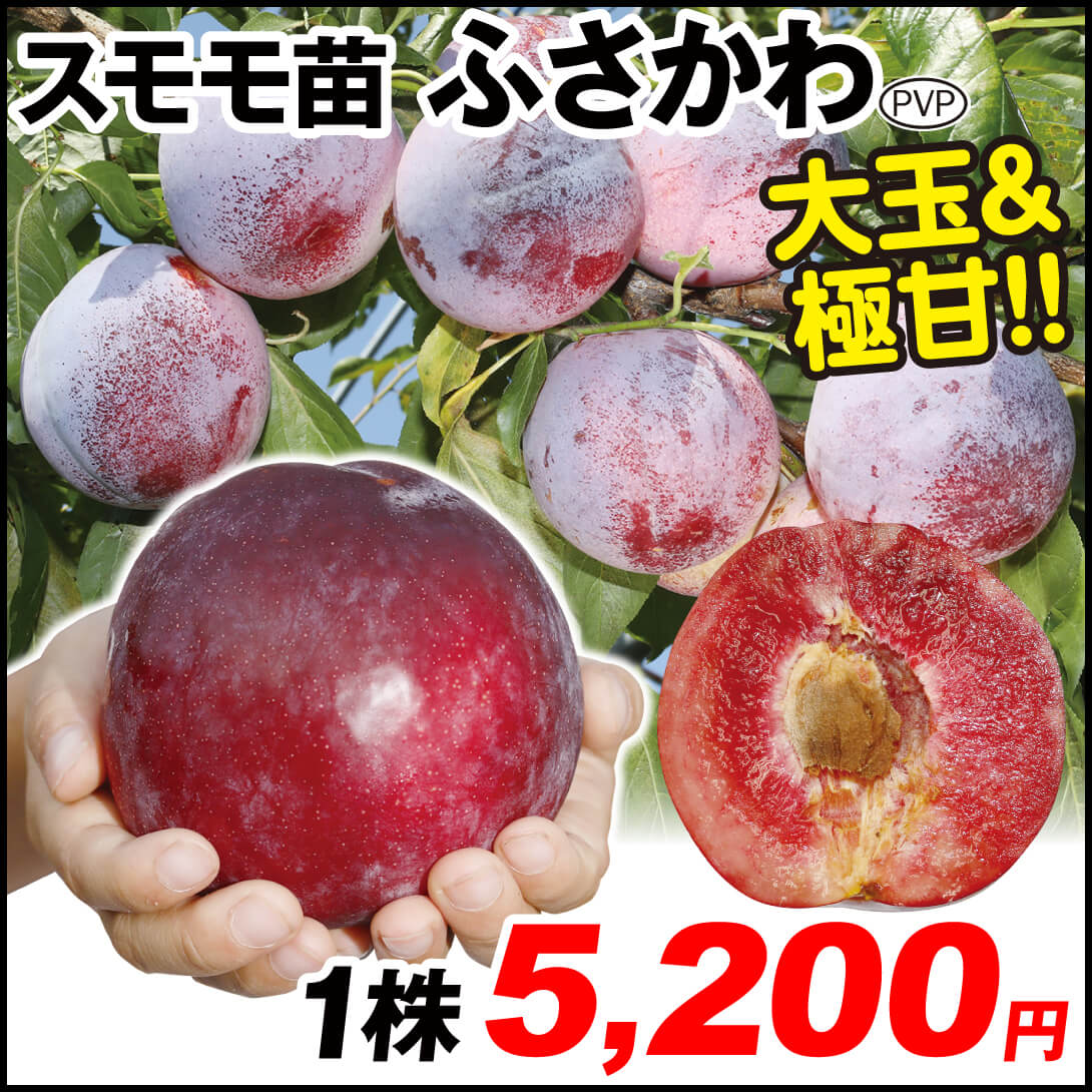 ふかさわPVP