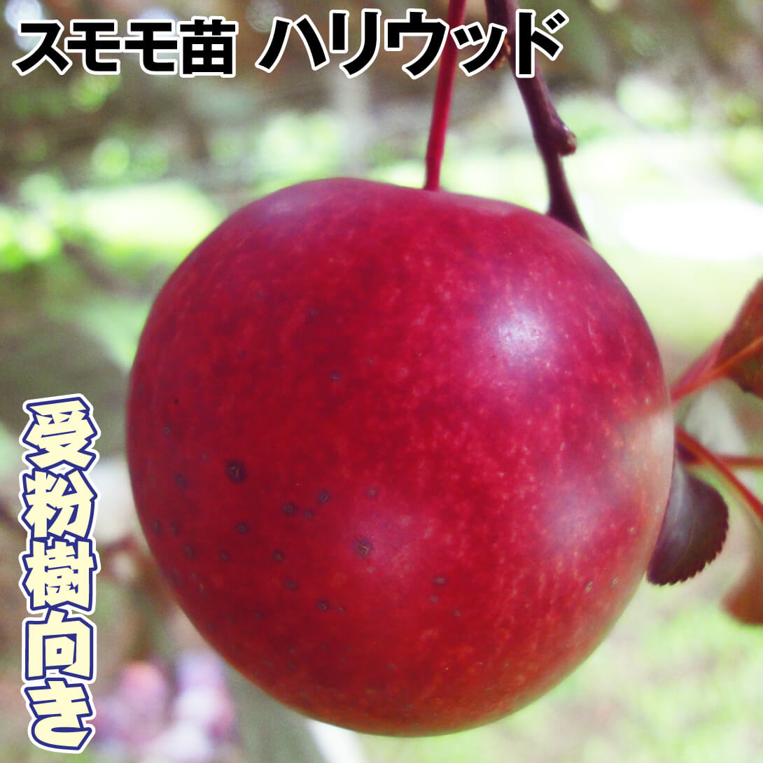 果樹苗 スモモ ハリウッド 1株
