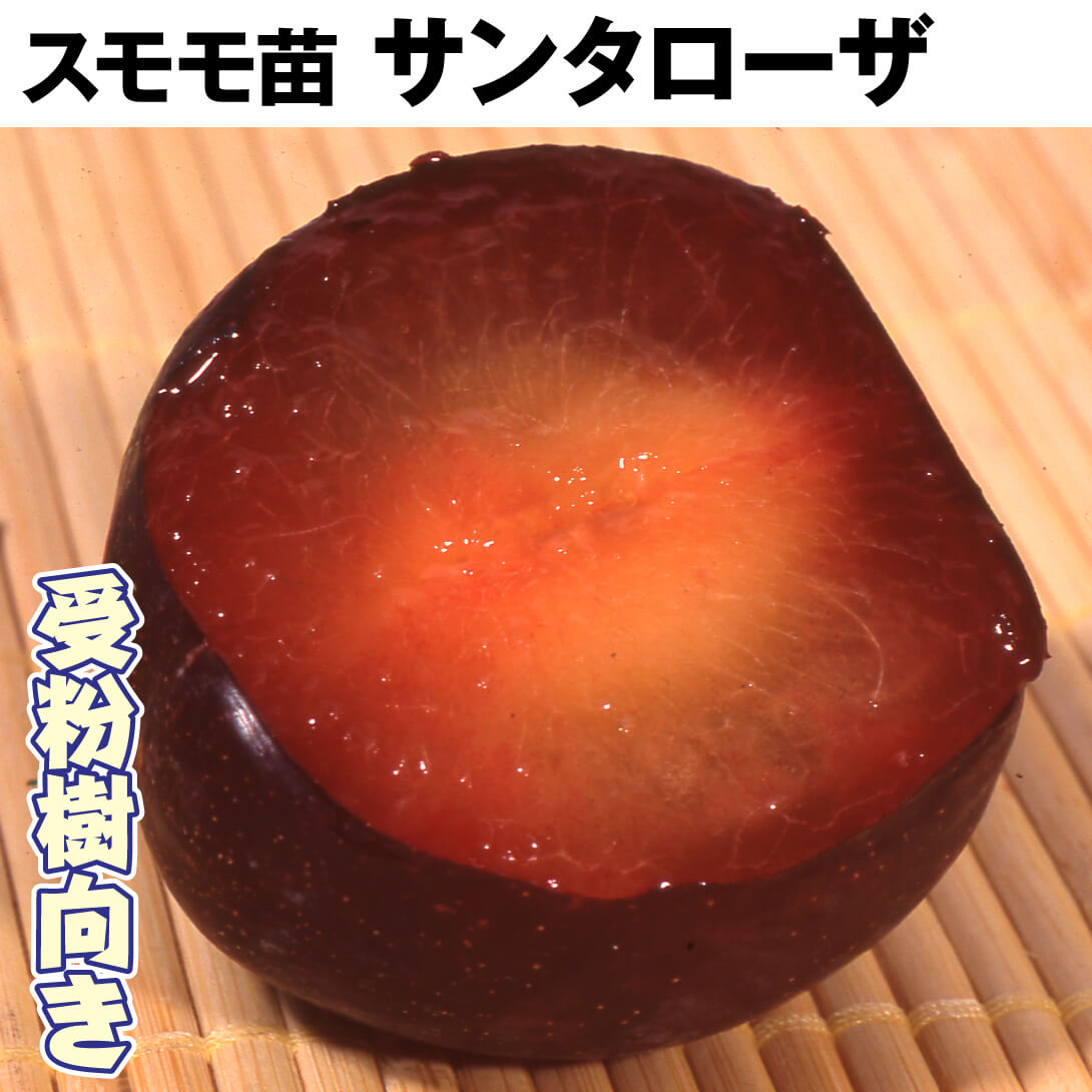 果樹苗 スモモ サンタローザ 1株