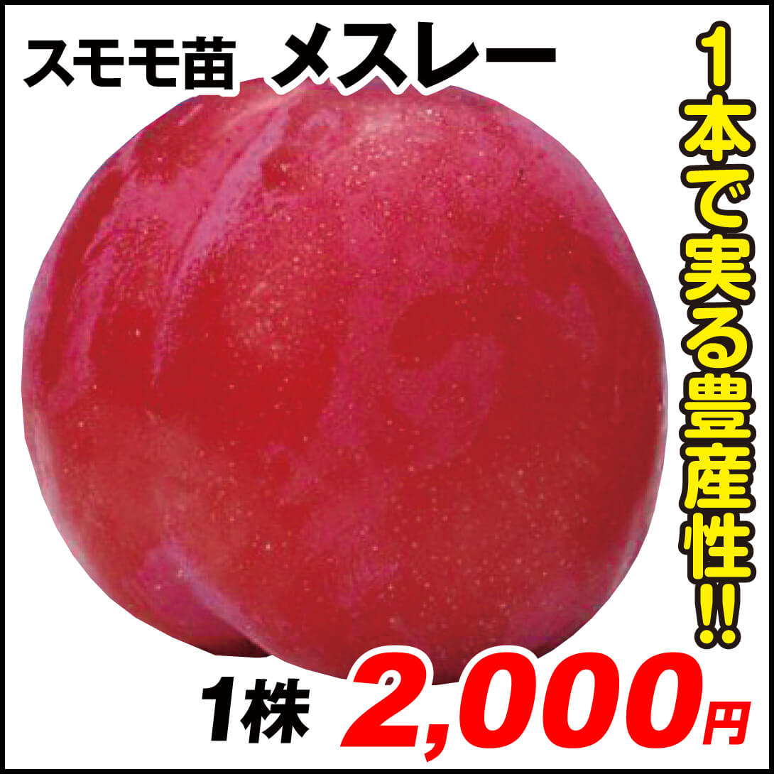 メスレー