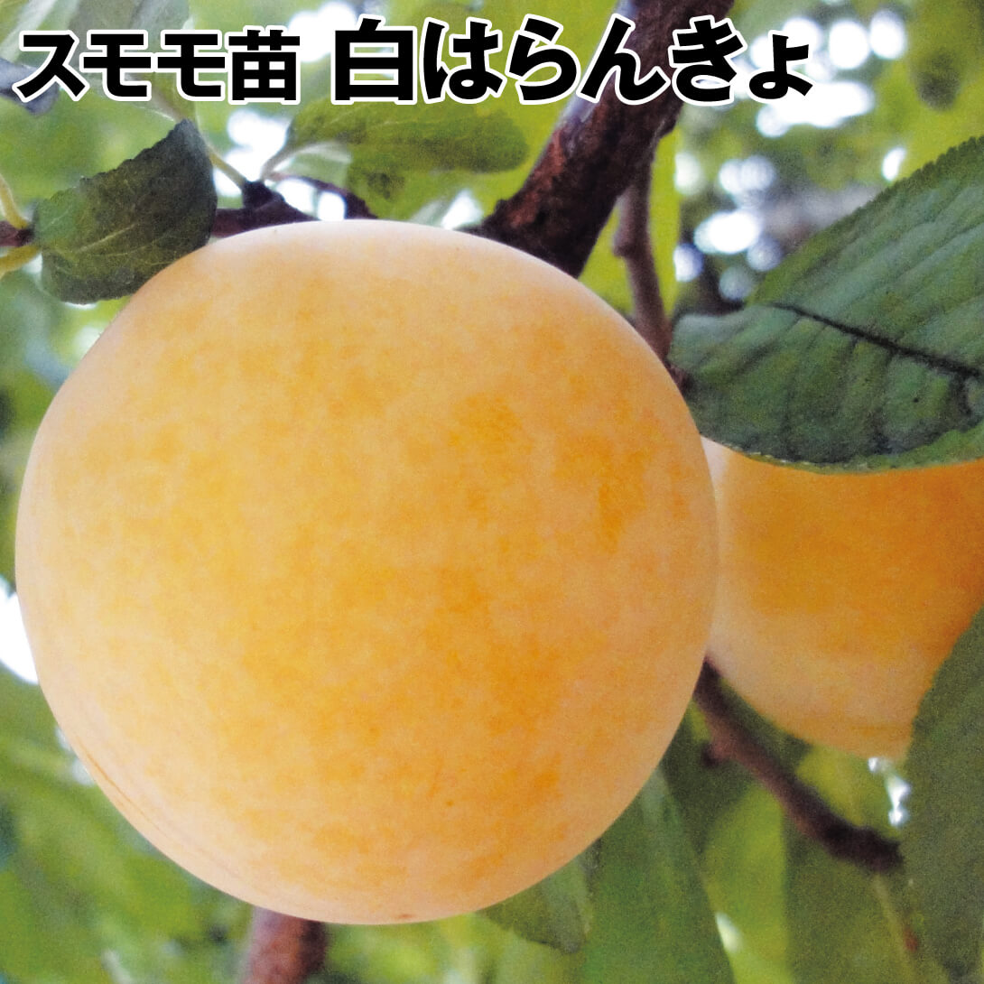 果樹苗 スモモ 白はらんきょ(ホワイトプラム) 1株