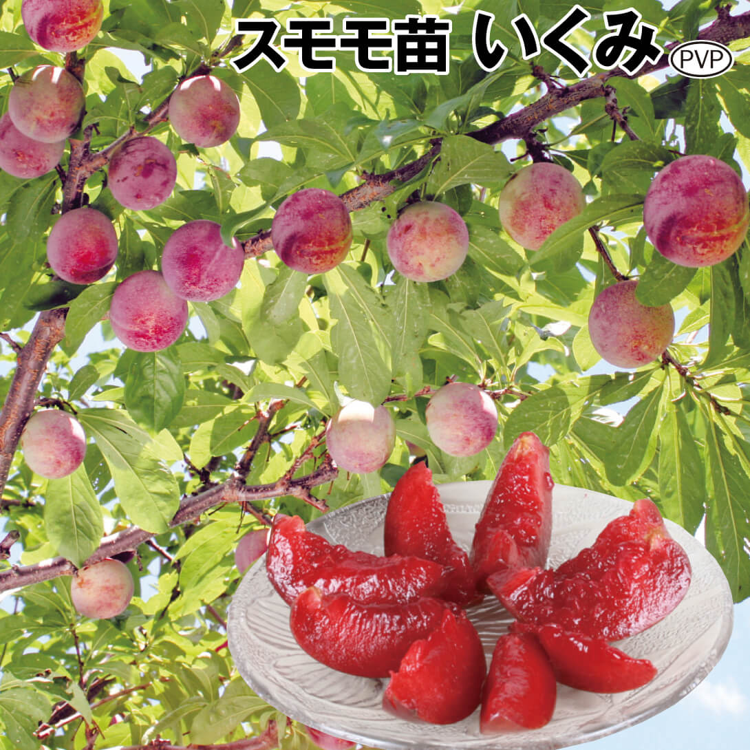 果樹苗 スモモ いくみPVP 1株