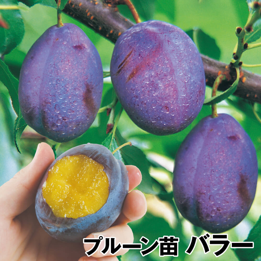 果樹苗 プルーン バラー 1株