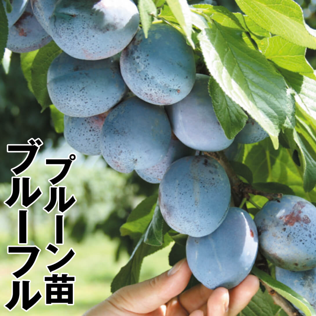 果樹苗 プルーン ブルーフル 1株