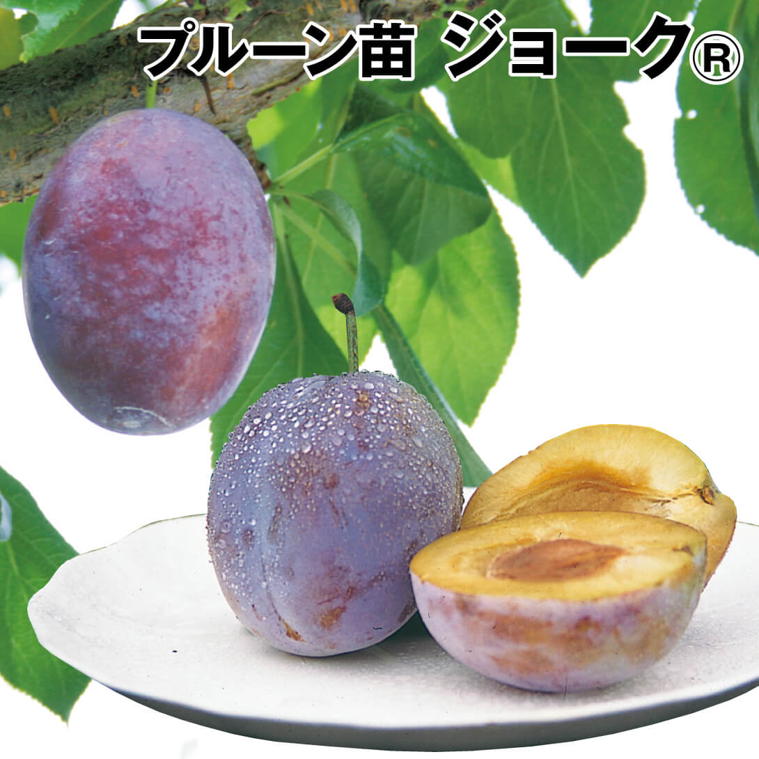 果樹苗 プルーン ジョークR 1株
