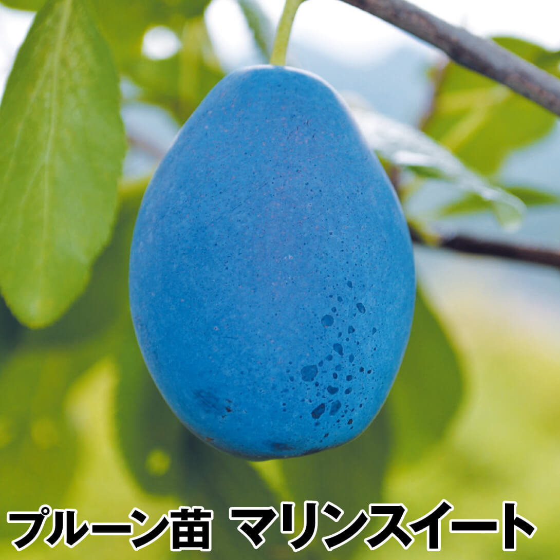 果樹苗 プルーン マリンスイート 1株