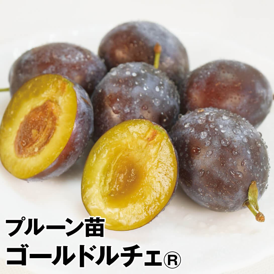 果樹苗 プルーン ゴールドルチェR 1株