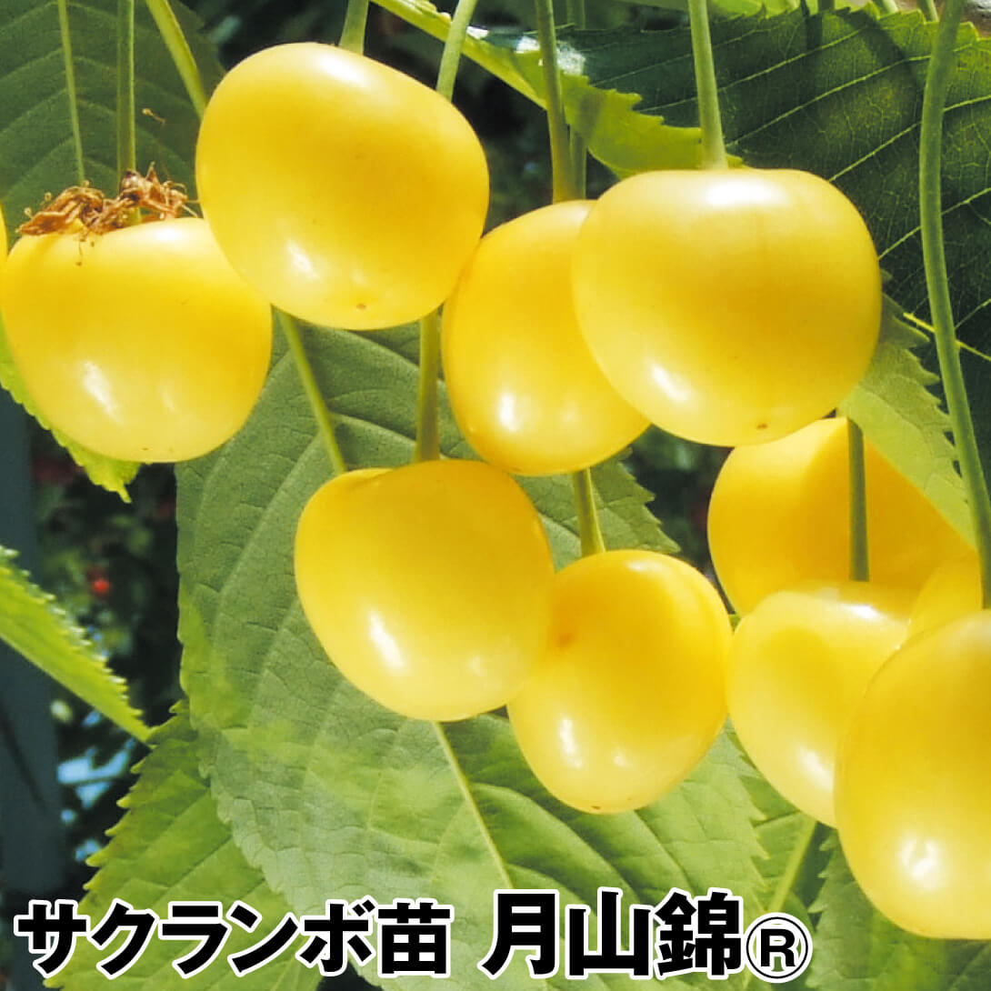 果樹苗 サクランボ 月山錦R 青葉台 1株