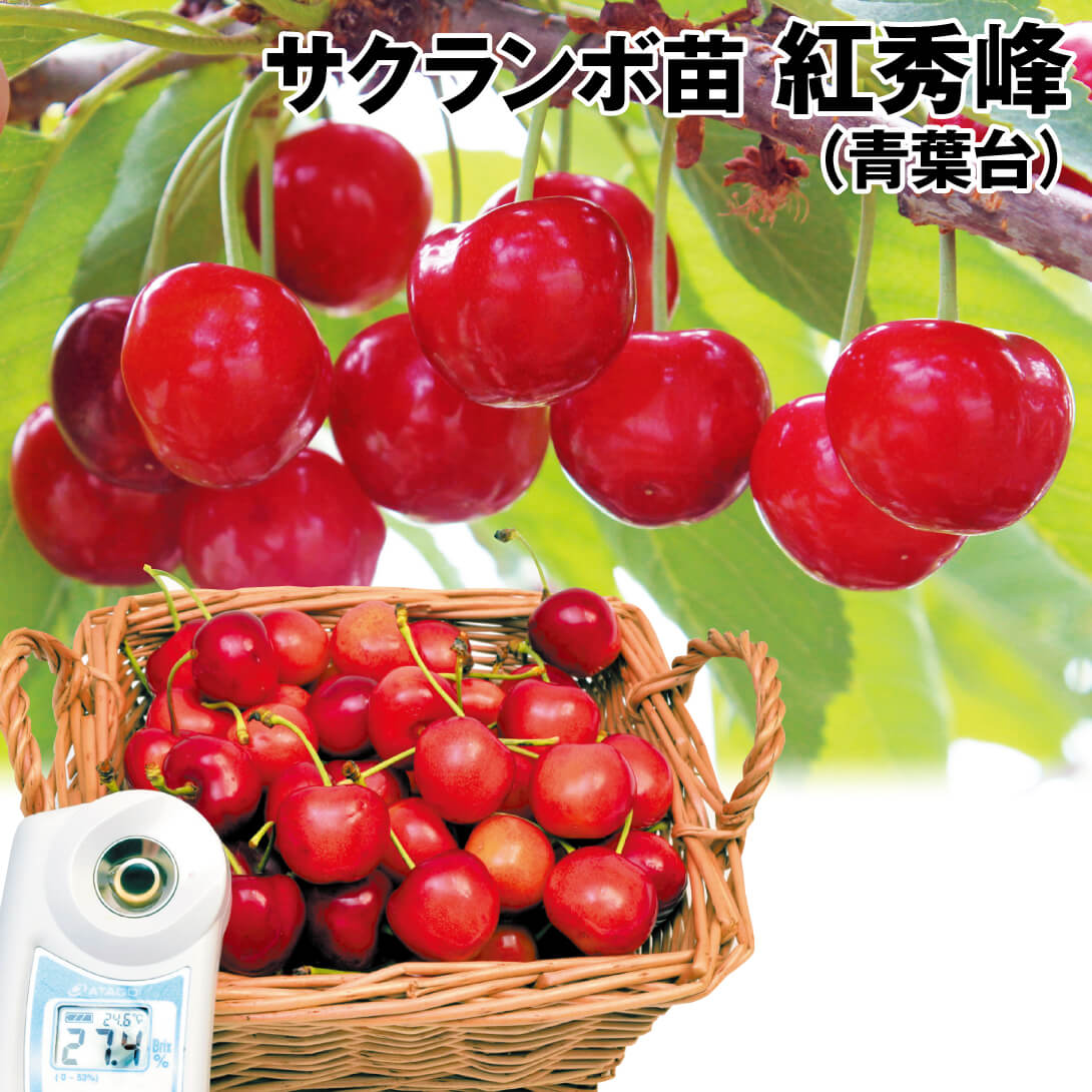 果樹苗 サクランボ 紅秀峰 1株