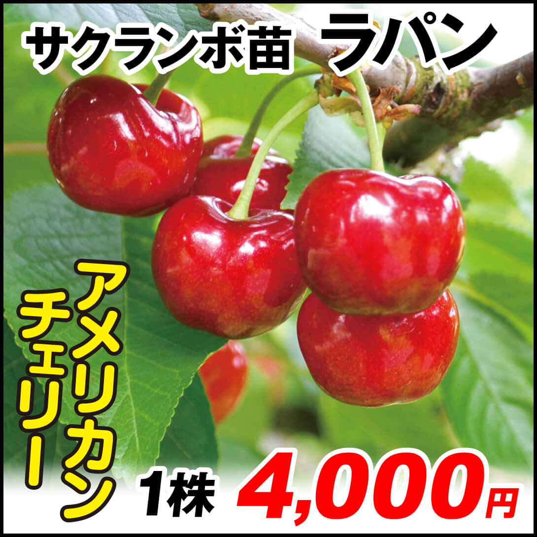 ラパン