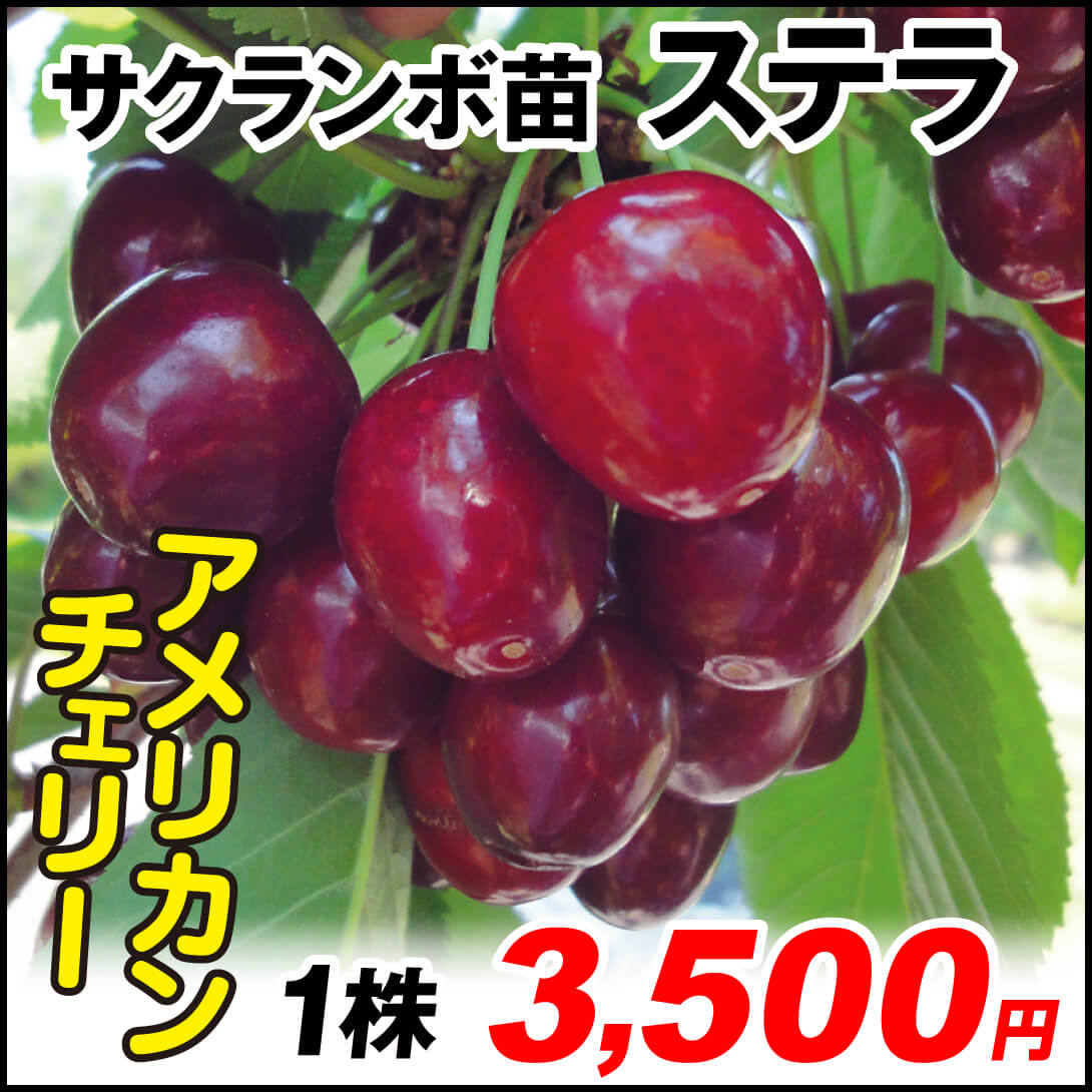 果樹苗 サクランボ アメリカンチェリー ステラ 1株