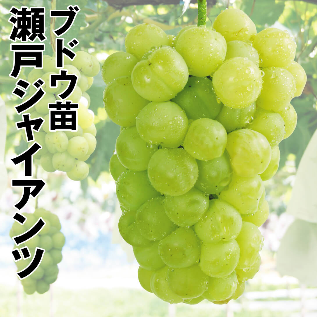 果樹苗 ブドウ 瀬戸ジャイアンツ 1株