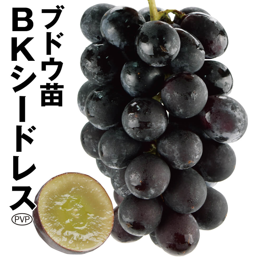 果樹苗 ブドウ BKシードレスPVP 1株