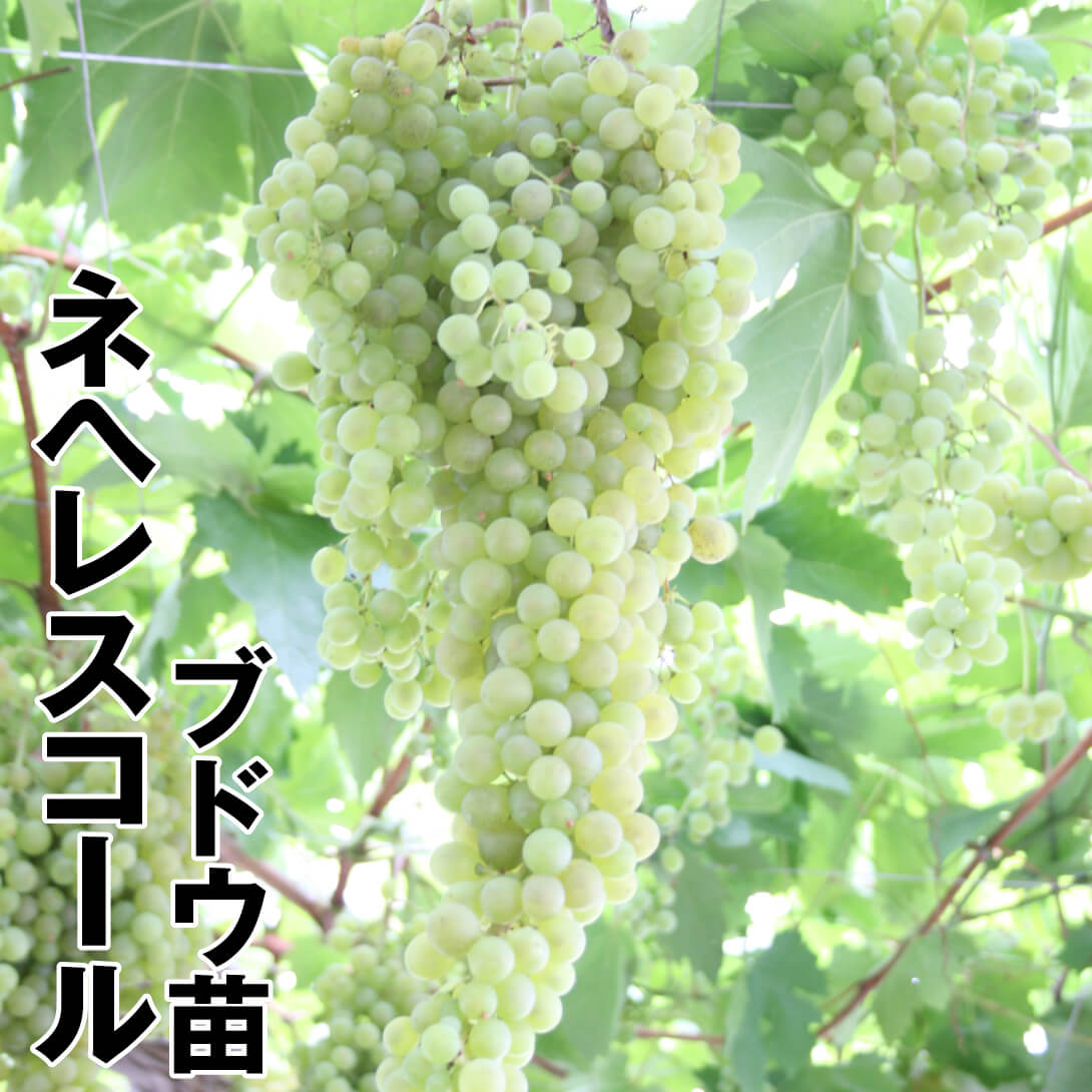 果樹苗 ブドウ ネヘレスコール 1株