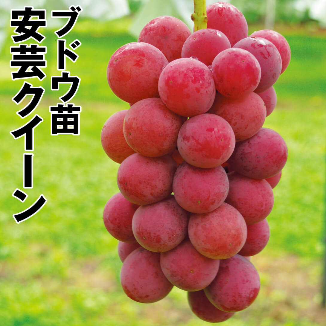 果樹苗 ブドウ 安芸クイーン  挿木苗 1株