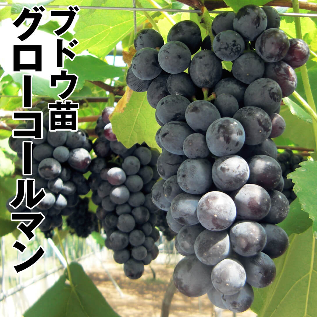 果樹苗 ブドウ グローコールマン 1株