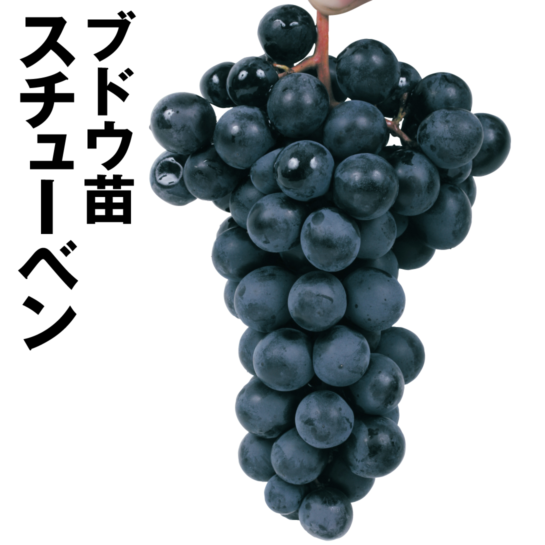 果樹苗 ブドウ スチューベン 1株