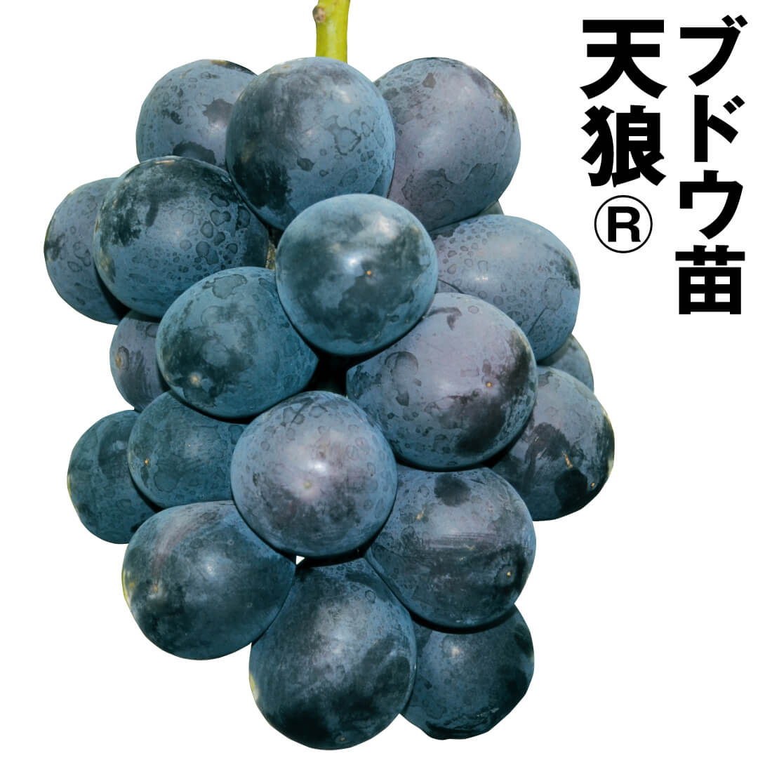 果樹苗 ブドウ 天狼R 1株