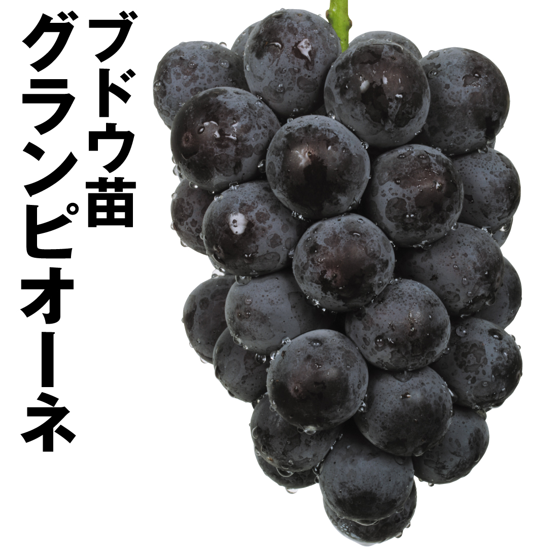 果樹苗 ブドウ グランピオーネ 1株