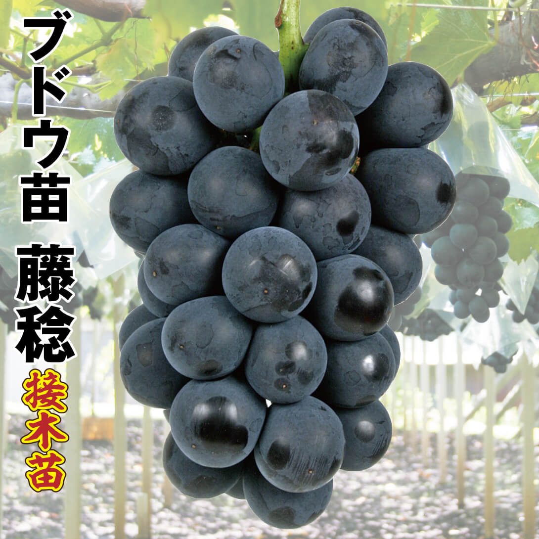 果樹苗 ブドウ 藤稔 接木苗 1株