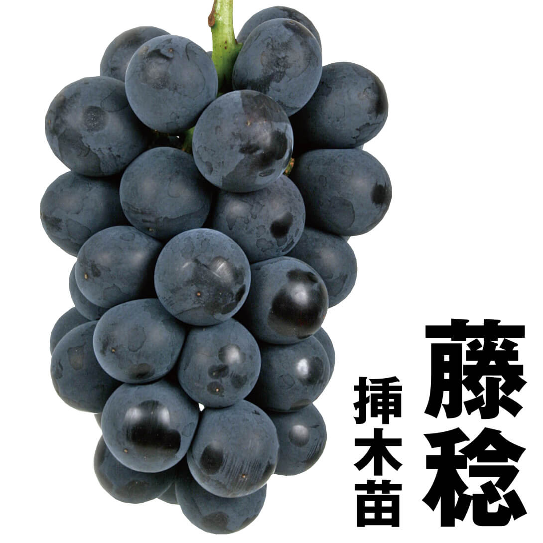 果樹苗 ブドウ 藤稔 挿木苗 1株